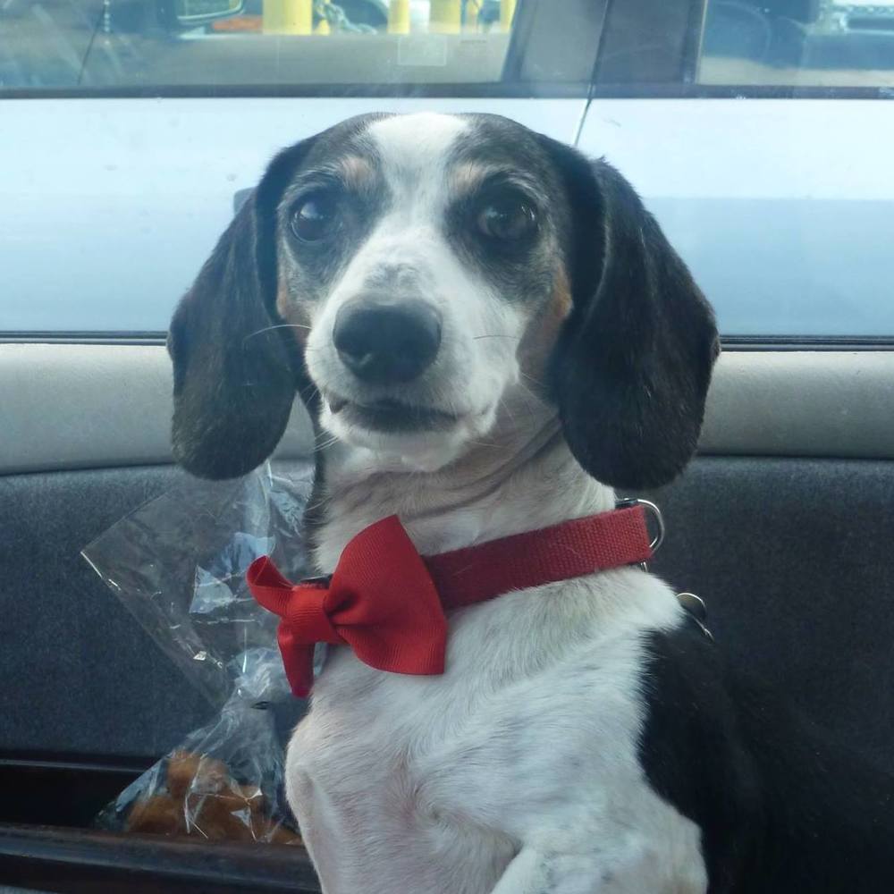 Meet your Posher, Charlie